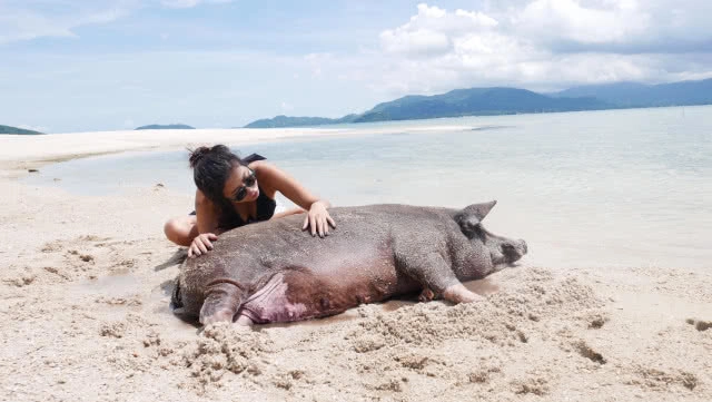 ที่นี่มีหมูทะเล!!! มาใช้ไลฟ์สไตล์ สุดชิคที่เกาะสมุยกันดีกว่า....