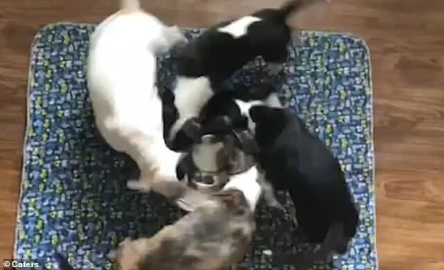 ส่องความน่ารัก! ลูกหมากินนมแบบเก้าอี้ดนตรี
