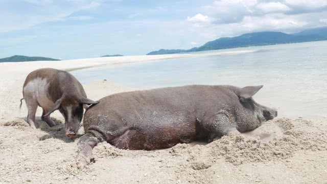 ที่นี่มีหมูทะเล!!! มาใช้ไลฟ์สไตล์ สุดชิคที่เกาะสมุยกันดีกว่า....