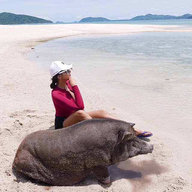 ที่นี่มีหมูทะเล!!! มาใช้ไลฟ์สไตล์ สุดชิคที่เกาะสมุยกันดีกว่า....