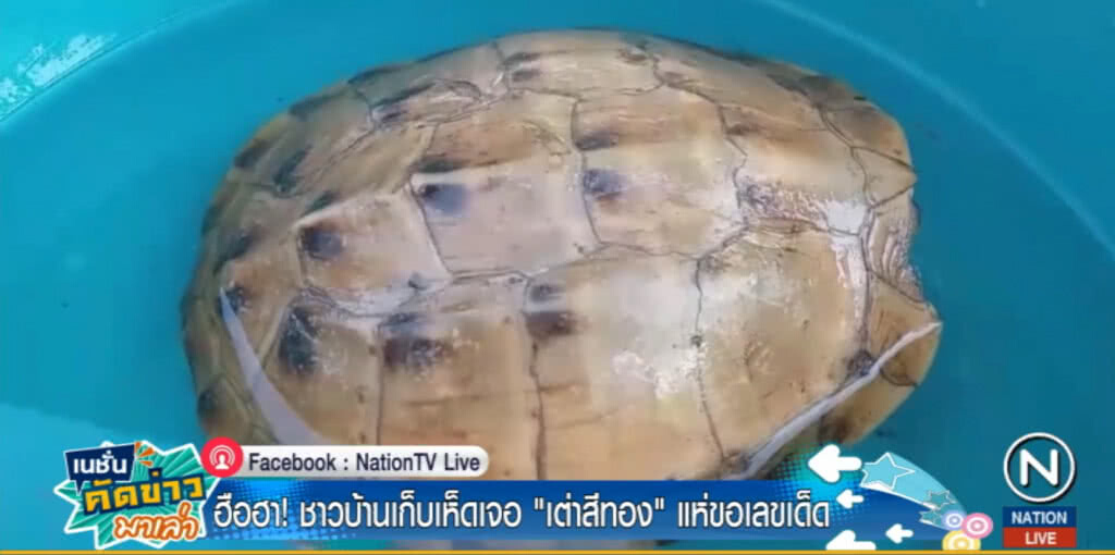 ชาวบ้านฮือฮา หาของป่าเจอ "เต่าสีทอง" แห่ขัดกระดองเชื่อนำโชค