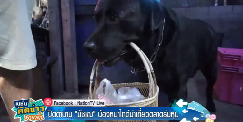 ปิดตำนาน...."มัชเฌ" หมาแสนรู้ ไกด์นำเที่ยวตลาดร่มหุบ