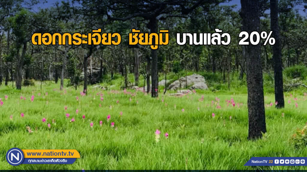 ดอกกระเจียว ชัยภูมิ บานแล้ว 20% ดอกกระเจียว ชัยภูมิ บานแล้ว 20%
