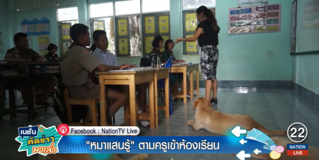 3 หมาแสนรู้ ตามครูแจ ไม่เว้นแม้แต่ห้องเรียน 3 หมาแสนรู้ ตามครูแจ ไม่เว้นแม้แต่ห้องเรียน