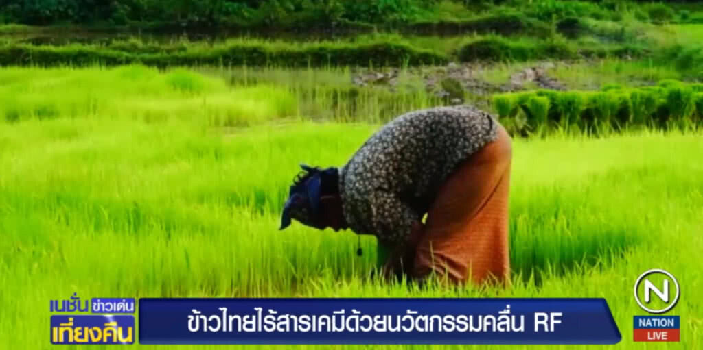 ข้าวไทยพัฒนาแล้ว ใช้นวัตกรรมคลื่น RF กำจัดมอดไร้สารเคมี