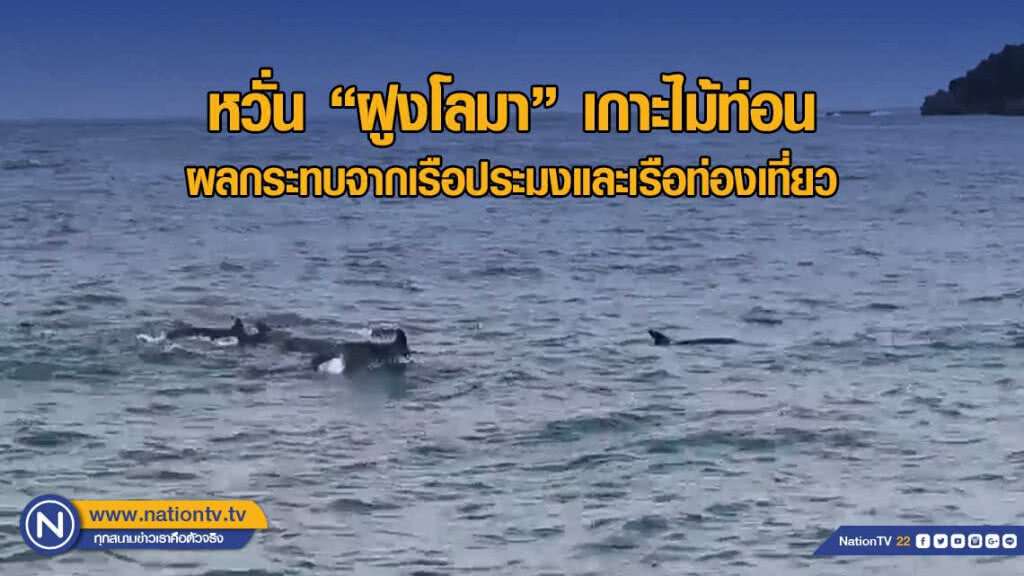 วอนหน่วยงานหาแนวทางป้องกัน "ฝูงโลมาเกาะไม้ท่อน" วอนหน่วยงานหาแนวทางป้องกัน "ฝูงโลมาเกาะไม้ท่อน"