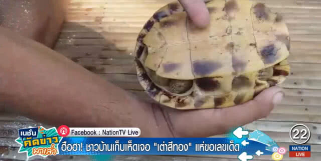 ชาวบ้านฮือฮา หาของป่าเจอ "เต่าสีทอง" แห่ขัดกระดองเชื่อนำโชค