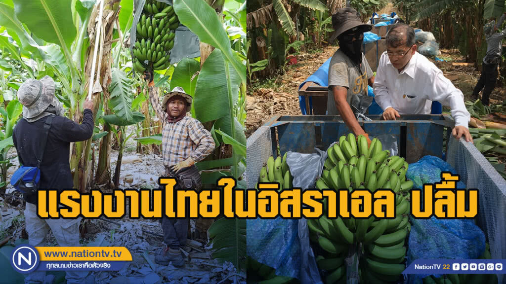 แรงงานไทยในอิสราเอล ปลื้ม ทำงานเกษตรรายได้ดี เดือนละกว่า 40,000 บาท
