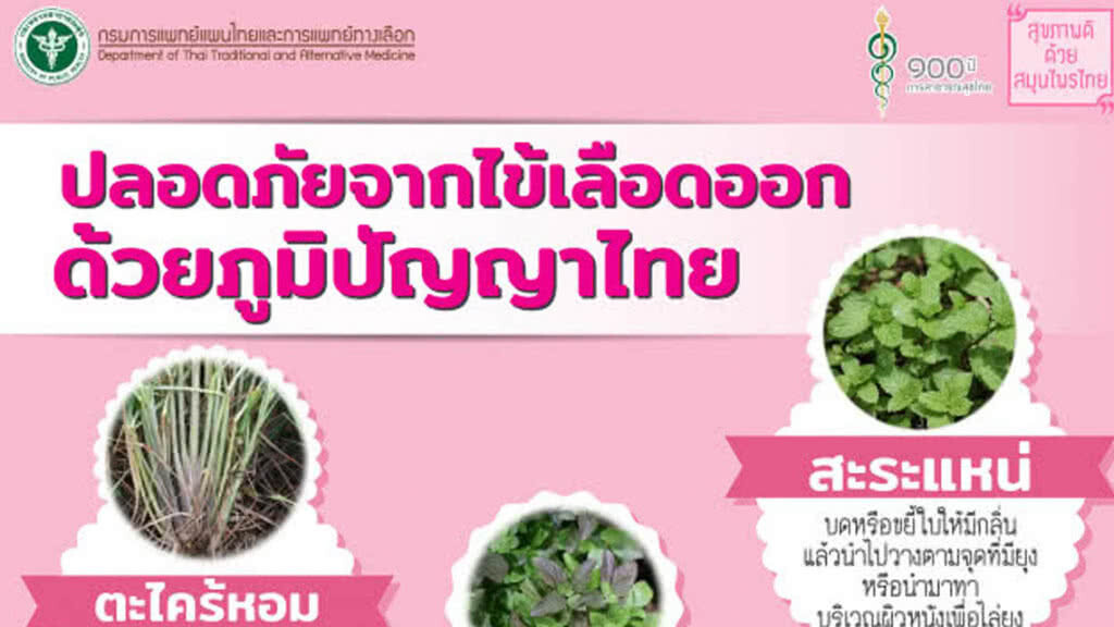 แพทย์แผนไทยเผยสมุนไพรใกล้ตัวช่วยไล่ยุง ป้องกันไข้เลือดออก แพทย์แผนไทยเผยสมุนไพรใกล้ตัวช่วยไล่ยุง ป้องกันไข้เลือดออก