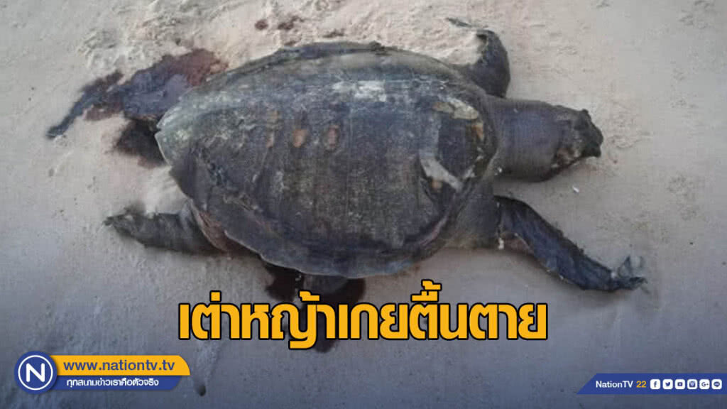 พบเต่าหญ้าเกยตื้นตาย​ หาดท้ายเหมือง​ จ.พังงา