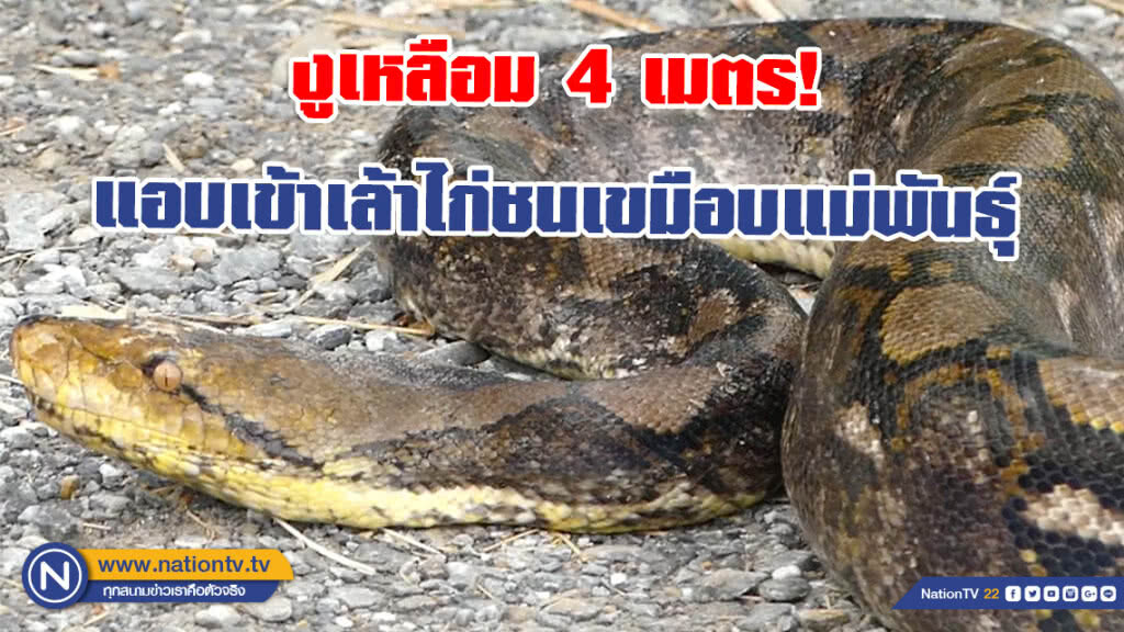 ผง่ะ! งูเหลือม 4 เมตรแอบเข้าเล้าไก่ชนเขมือบแม่พันธุ์