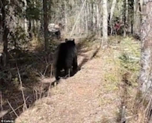 แค่ขอกันดีๆหมีก็ยอม...