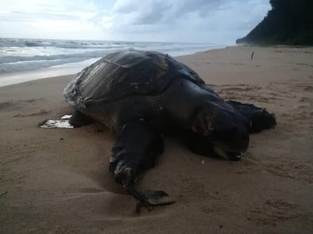 พบเต่าหญ้าเกยตื้นตาย​ หาดท้ายเหมือง​ จ.พังงา
