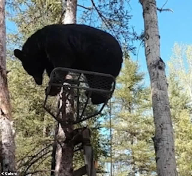 แค่ขอกันดีๆหมีก็ยอม...