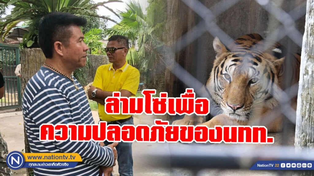 สวนสัตว์ภูเก็ต เผยเหตุ(คลิป)ล่ามโซ่เสือโคร่งที่แชร์ว่อนเน็ต ยัน! ไม่ได้ทรมานสัตว์
