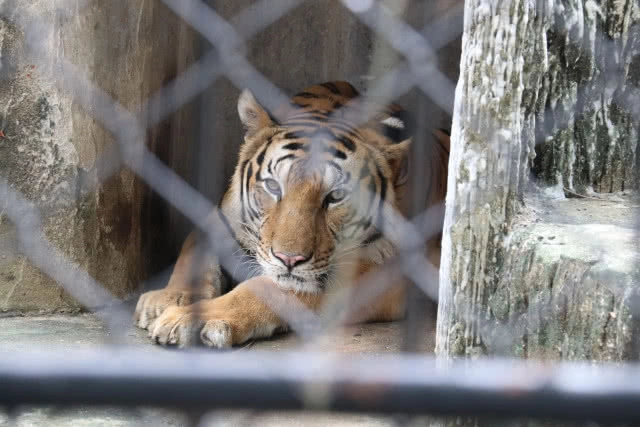 สวนสัตว์ภูเก็ต เผยเหตุ(คลิป)ล่ามโซ่เสือโคร่งที่แชร์ว่อนเน็ต ยัน! ไม่ได้ทรมานสัตว์