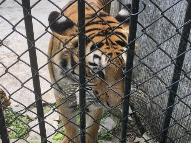 สวนสัตว์ภูเก็ต เผยเหตุ(คลิป)ล่ามโซ่เสือโคร่งที่แชร์ว่อนเน็ต ยัน! ไม่ได้ทรมานสัตว์