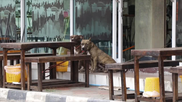 แม่เด็กโดนพิตบูลกัดผวาหนัก!! ...อยากให้นำหมาออกนอกพื้นที่