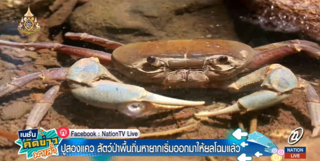 "ปูสองแถว" สัตว์พื้นถิ่นหายากของพิษณุโลก เริ่มออกมาโชว์ตัวให้เห็นแล้ว