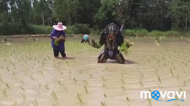 เปิดใจหนุ่มในคลิป "พรีเดเตอร์" รับจ้างดำนา หาเงินกลับดาว