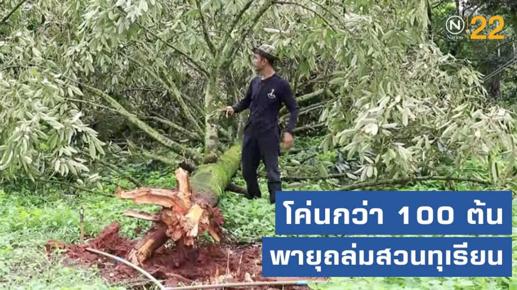 ชาวสวนสะอื้น! ทุเรียนหมอนทอง อีกเดือนเศษจะเก็บผลได้ เจอพายุถล่มโค่นกว่า 100 ต้น