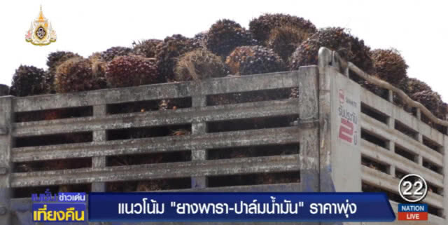 แนวโน้ม "ยางพารา-ปาล์มน้ำมัน" ราคาพุ่ง