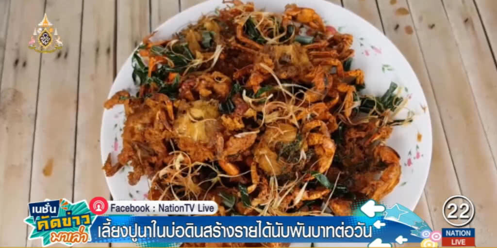 สุดเจ๋ง....เลี้ยงปูนาในบ่อดิน สร้างรายได้นับพันต่อวันตลอดปี สุดเจ๋ง....เลี้ยงปูนาในบ่อดิน สร้างรายได้นับพันต่อวันตลอดปี