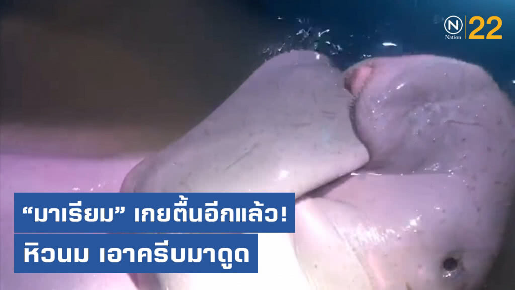 อีกแล้ว! "น้องมาเรียม" เกยตื้นเมื่อเช้าตรู่ที่ผ่านมา