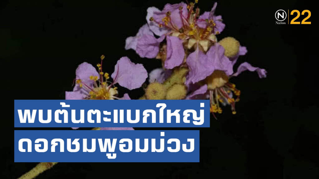 พบต้นตะแบกใหญ่ดอกชมพูอมม่วง ครั้งแรกในไทยที่เขารัง จ. ภูเก็ต