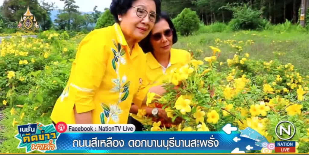 "บานบุรี" สะพรั่ง!...ย้อมถนนตะกั่วป่า-ระนอง จนเหลืองอร่าม