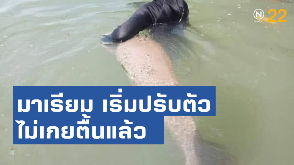 "มาเรียม" พะยูนน้อย เริ่มปรับตัวไม่เกยตื้นแล้ว ด้านเจ้าหน้าที่ฯ พร้อมเฝ้าระวัง24ชม. "มาเรียม" พะยูนน้อย เริ่มปรับตัวไม่เกยตื้นแล้ว ด้านเจ้าหน้าที่ฯ พร้อมเฝ้าระวัง24ชม.