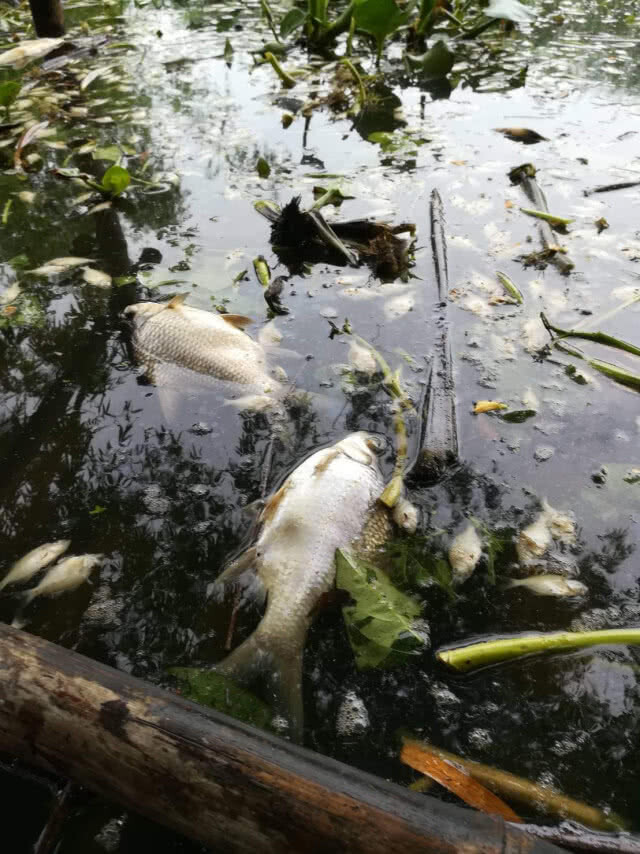 กรมชลฯ​ เร่งแก้น้ำเน่า​ปลาตาย​ 'คลองโพ'​ จ.อยุธยา​ คาดดีขึ้นใน​ 2​ วัน