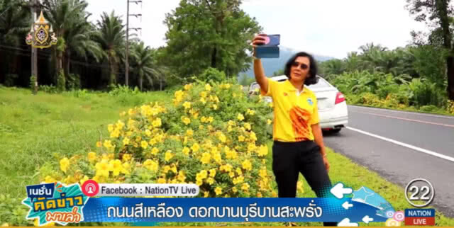 "บานบุรี" สะพรั่ง!...ย้อมถนนตะกั่วป่า-ระนอง จนเหลืองอร่าม