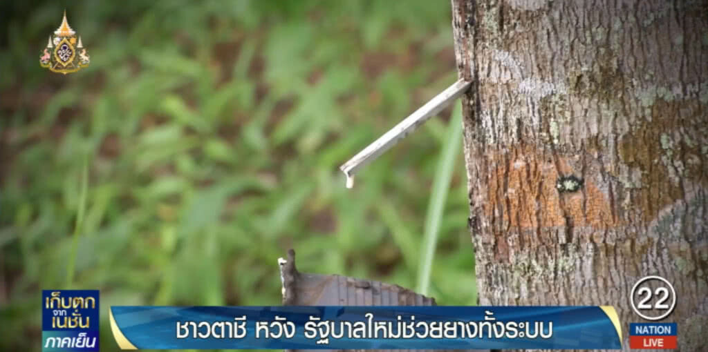ชาวบ้านตาชี.....หวังรัฐบาลใหม่ช่วยยางทั้งระบบ