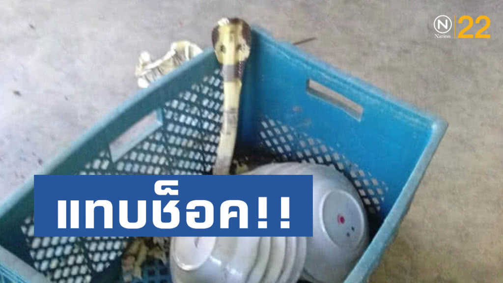 เจ้าของร้านชำแทบช็อก จัดชั้นขายของงูเห่าชูคอขู่ฟ่อๆ