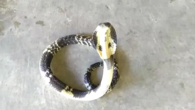 เจ้าของร้านชำแทบช็อก จัดชั้นขายของงูเห่าชูคอขู่ฟ่อๆ