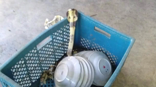 เจ้าของร้านชำแทบช็อก จัดชั้นขายของงูเห่าชูคอขู่ฟ่อๆ