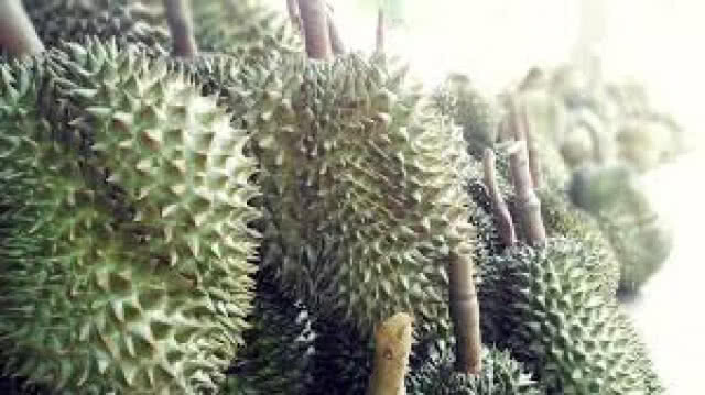 คนแรกของประเทศ นายกฯสมาพันธ์ชาวสวนทุเรียนไทย