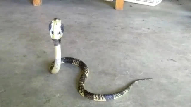 เจ้าของร้านชำแทบช็อก จัดชั้นขายของงูเห่าชูคอขู่ฟ่อๆ