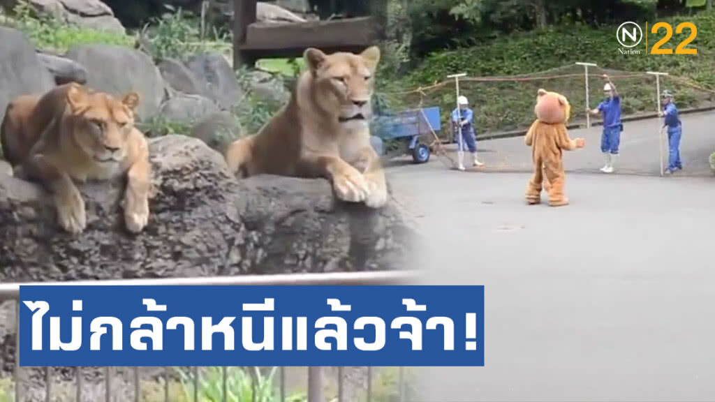 ไม่กล้าหนีแล้วจ้า! สวนสัตว์ญี่ปุ่นซ้อมยิงยาสลบให้สิงโตตัวจริงดู