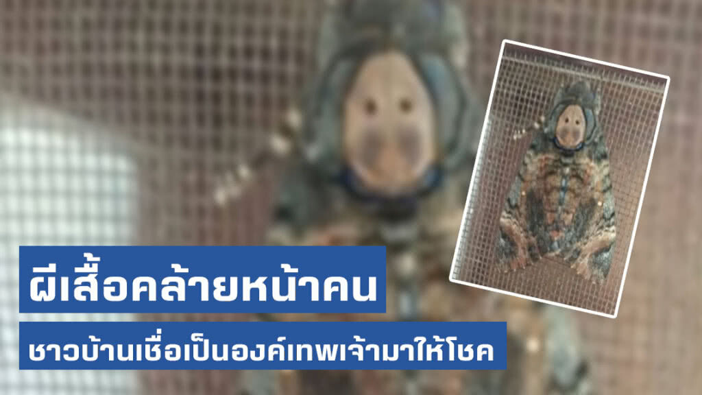 ผีเสื้อประหลาดคล้ายหน้าคน ชาวบ้านเชื่อเป็นองค์เทพเจ้ามาให้โชคลาภ ผีเสื้อประหลาดคล้ายหน้าคน ชาวบ้านเชื่อเป็นองค์เทพเจ้ามาให้โชคลาภ
