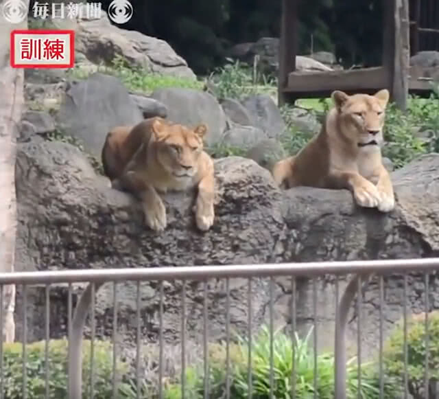 ไม่กล้าหนีแล้วจ้า! สวนสัตว์ญี่ปุ่นซ้อมยิงยาสลบให้สิงโตตัวจริงดู