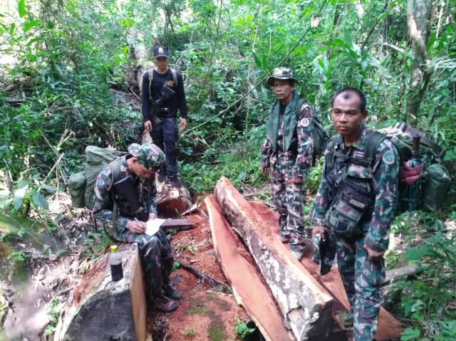 หน่วยSMART Patrol อช.ภูจองนายอย จับชาวกัมพูชาลักลอบตัดไม้