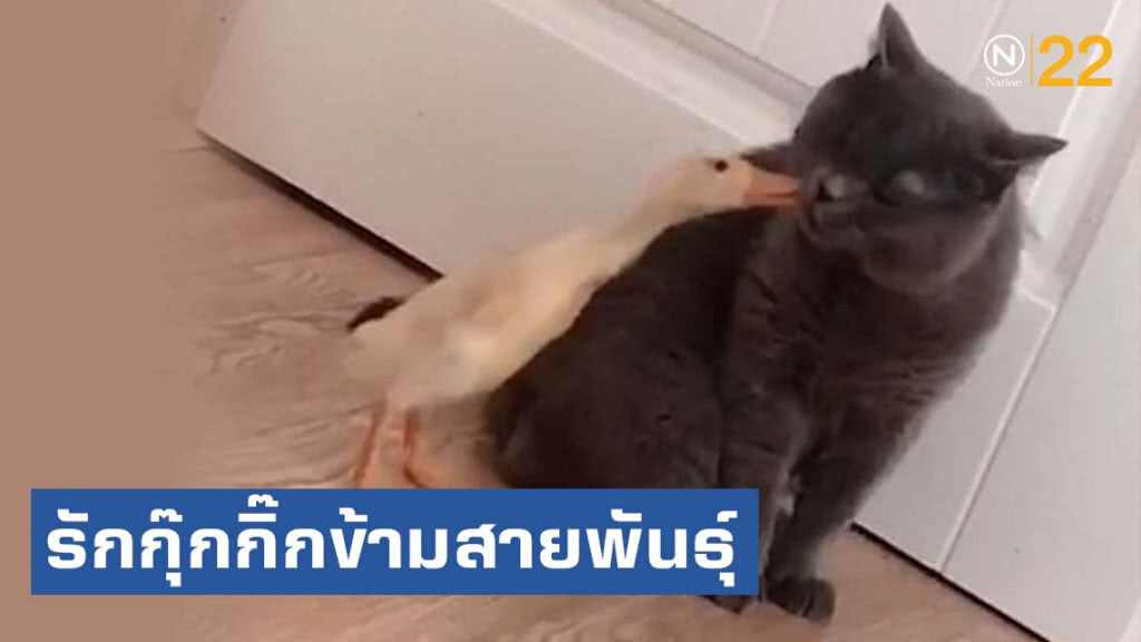 น่าเอ็นดู! เจ้าของเผยคลิป "แมวกับลูกเป็ด" รักกุ๊กกิ๊กข้ามสายพันธุ์