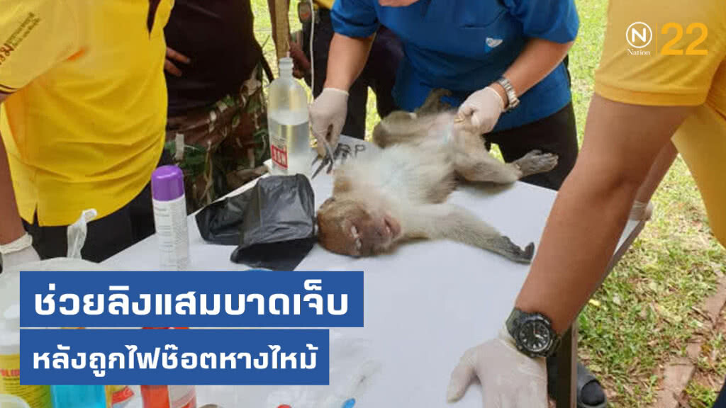 สัตวแพทย์ ช่วยลิงแสมบาดเจ็บหลังถูกไฟช๊อตหางไหม้ สัตวแพทย์ ช่วยลิงแสมบาดเจ็บหลังถูกไฟช๊อตหางไหม้