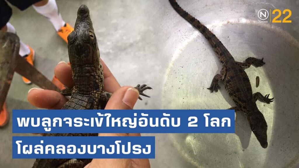โซเชียลผวา! พบลูกจระเข้แม่น้ำไนล์ โผล่คลองบางโปรง จนท.เร่งล่าตัวแม่