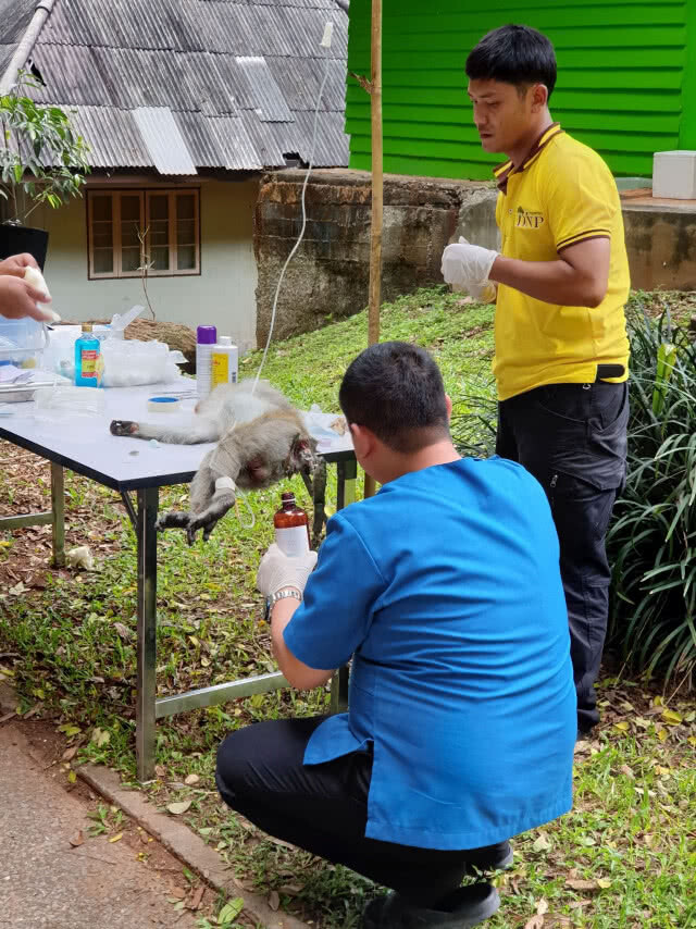 สัตวแพทย์ ช่วยลิงแสมบาดเจ็บหลังถูกไฟช๊อตหางไหม้