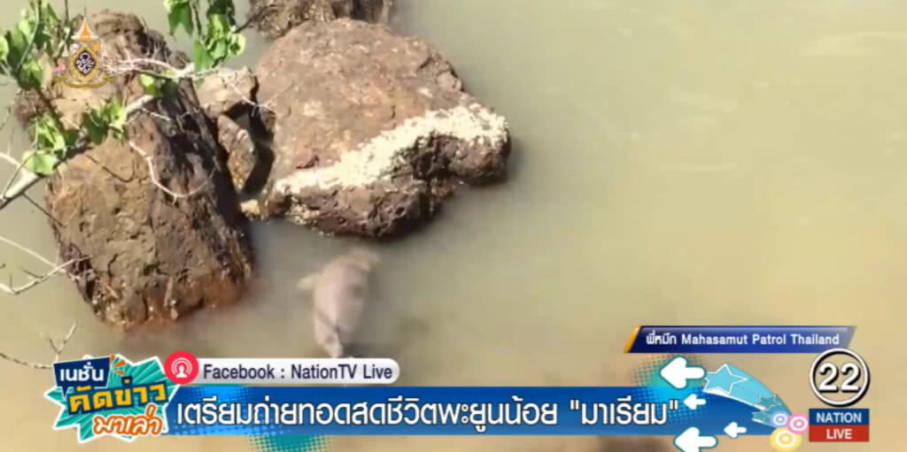 เตรียมถ่ายทอดสด ติดตามชีวิต "มาเรียม" พะยูนน้อย