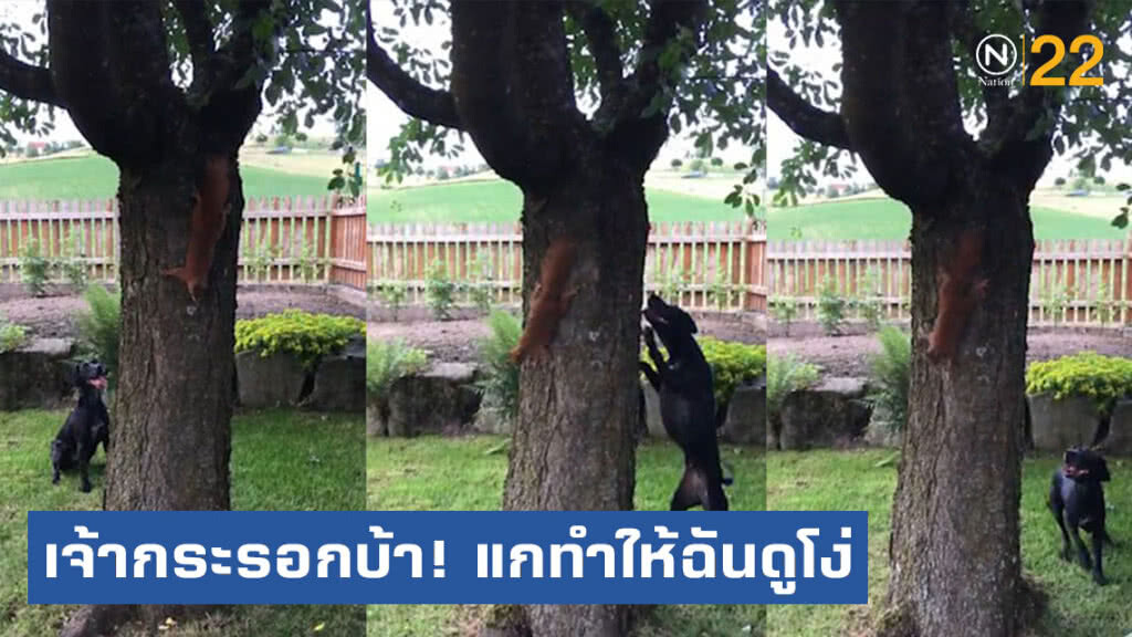 ดูแล้วขำ! (คลิป)เจ้ากระรอกที่ฉลาดกว่าหมา ดูแล้วขำ! (คลิป)เจ้ากระรอกที่ฉลาดกว่าหมา