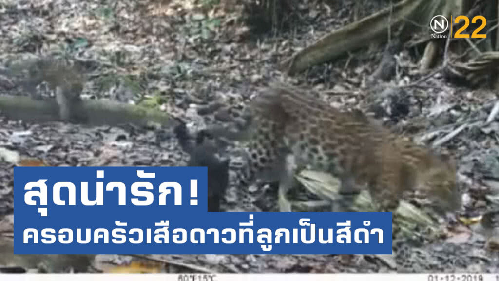 เผยคลิปสุดน่ารัก! ครอบครัวเสือดาวที่ลูกเป็นสีดำ ในพื้นที่อุทยานแห่งชาติแก่งกระจาน จ.เพชรบุรี
